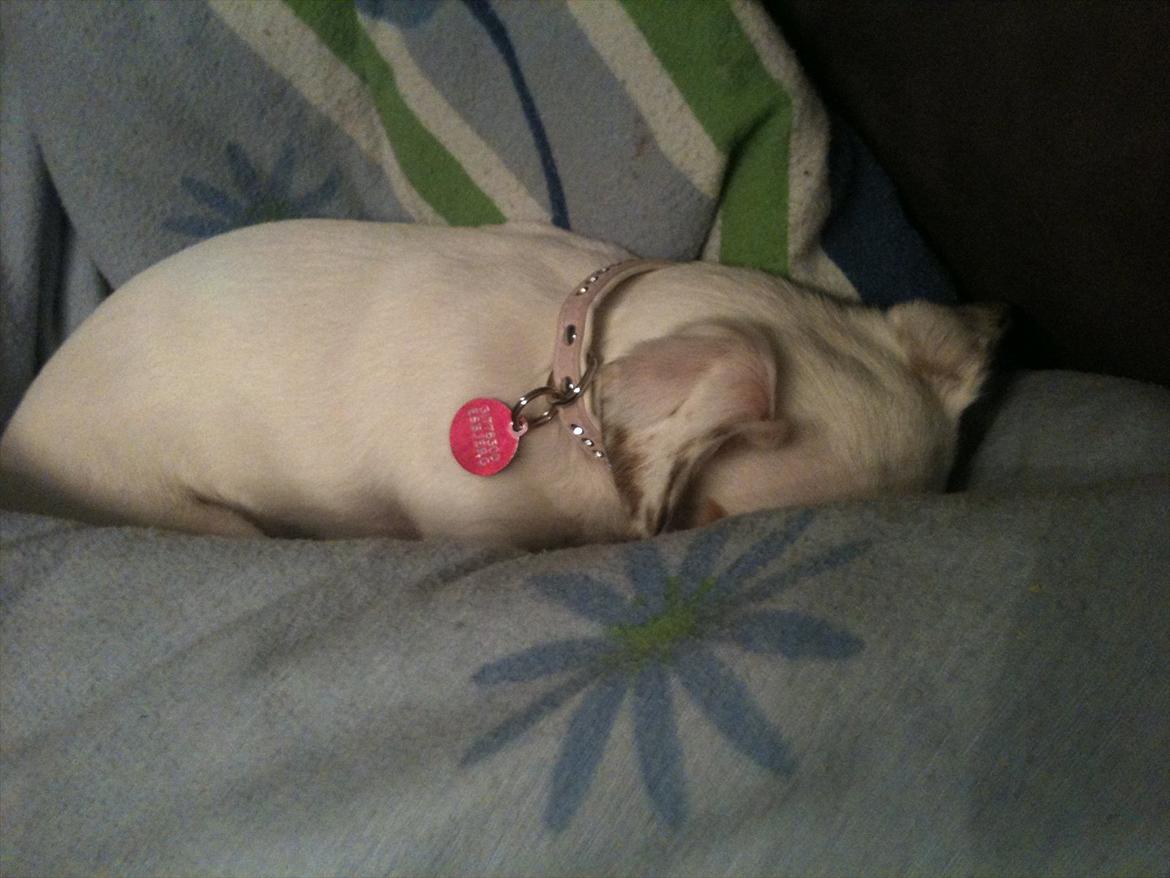 Chihuahua bellis billede 13