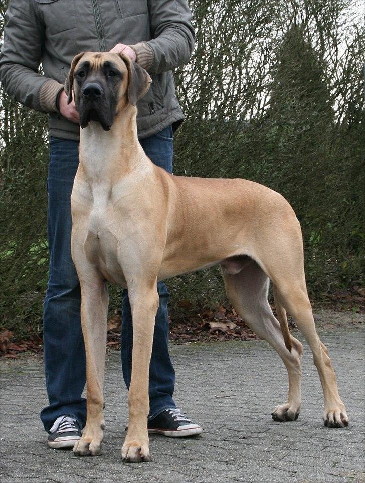 Grand danois Sunyard´s Esben *CÆSAR* - Dejlige smukke dreng <3  billede 17