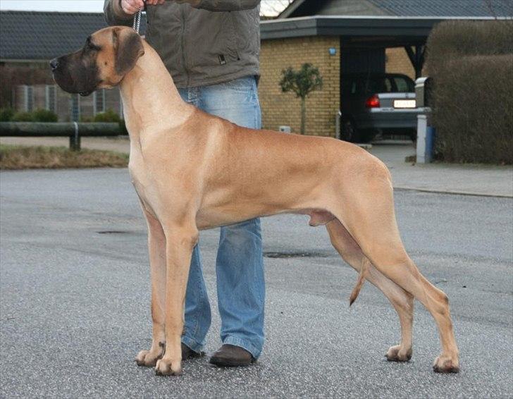 Grand danois Sunyard´s Esben *CÆSAR* - 1½ år  billede 18