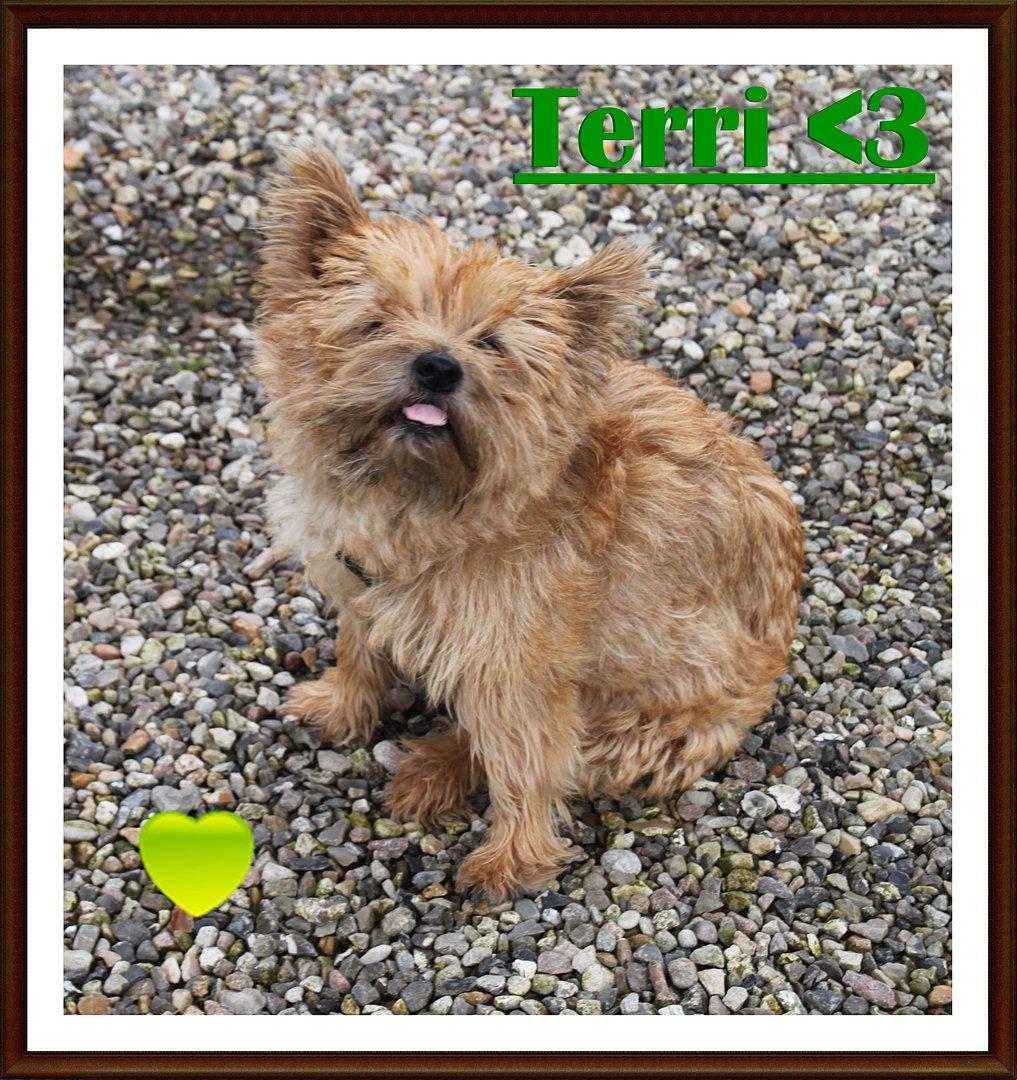 Cairn terrier Terri - 1. billede 1