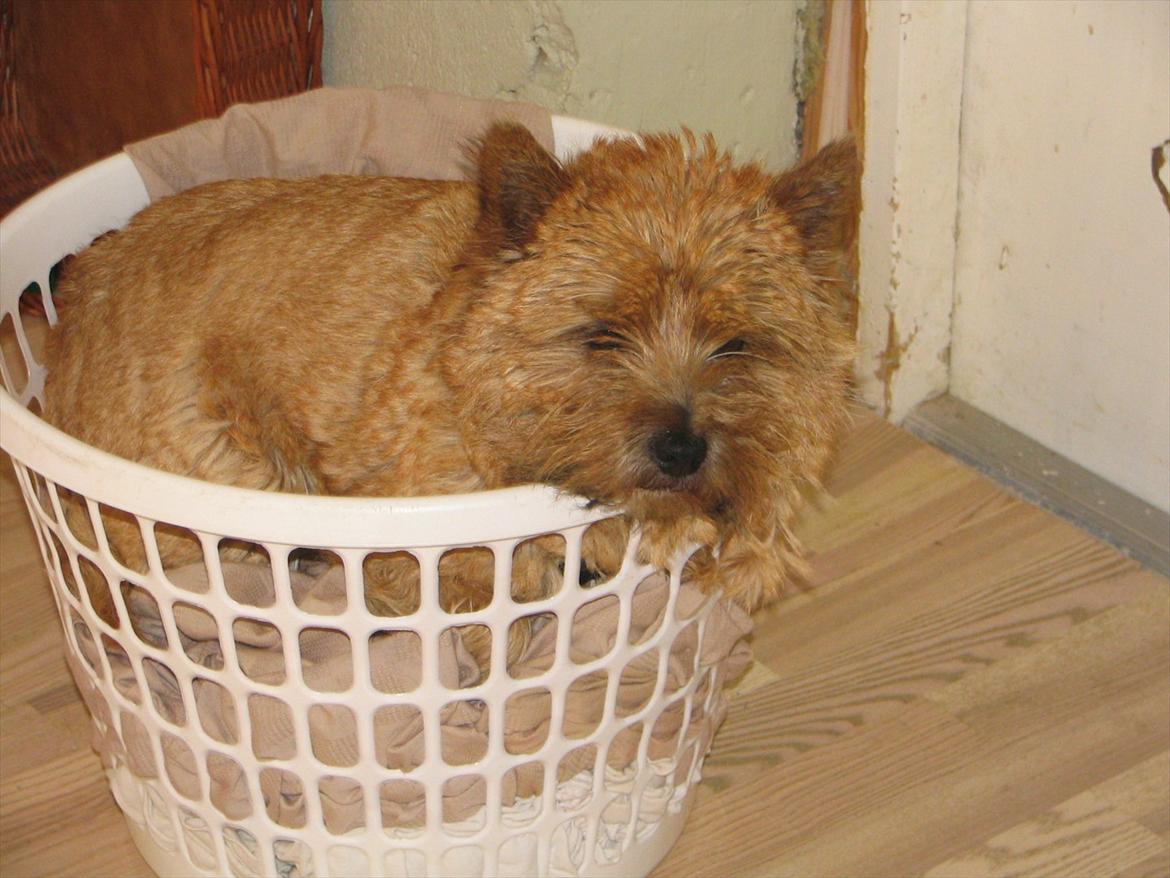 Cairn terrier Terri - 16. billede 16