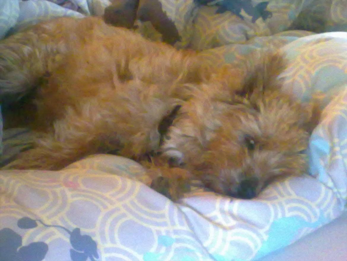 Cairn terrier Terri - 2. billede 2