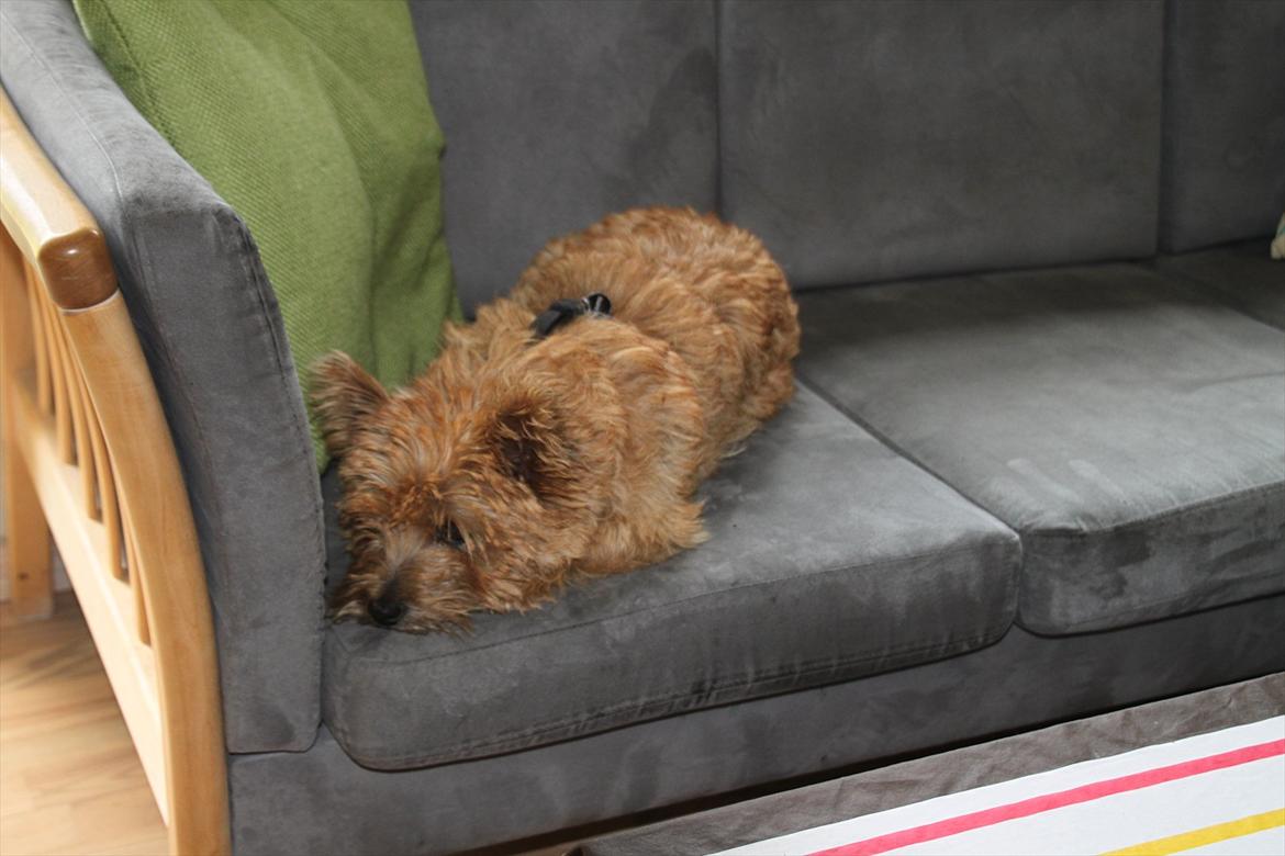 Cairn terrier Terri - 3. billede 3