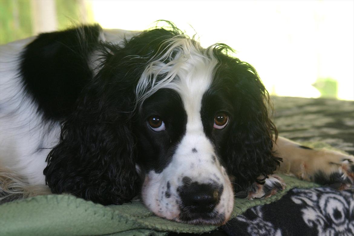 Cocker spaniel Lady billede 4