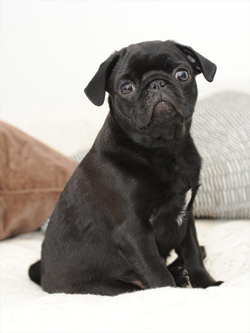 Mops Louie billede 9