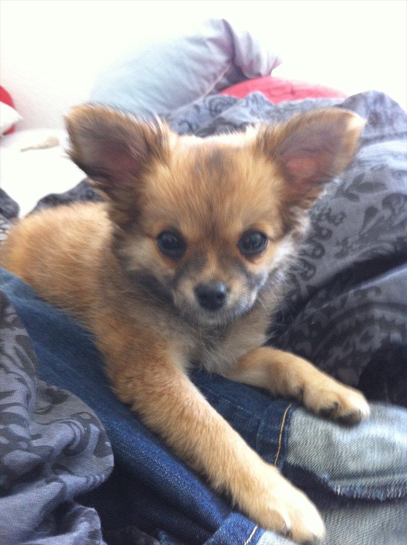 Blanding af racer Coco billede 1