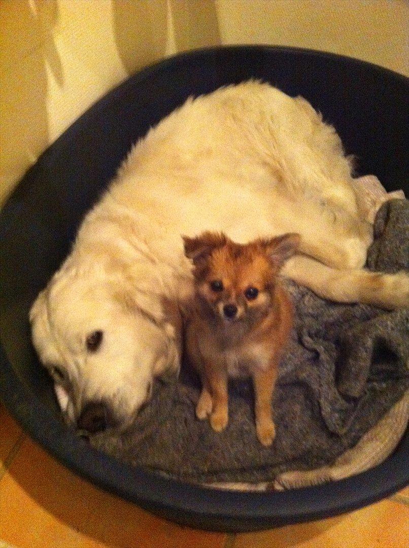 Blanding af racer Coco - Coco med mine forældres Golden Retriever :) billede 2