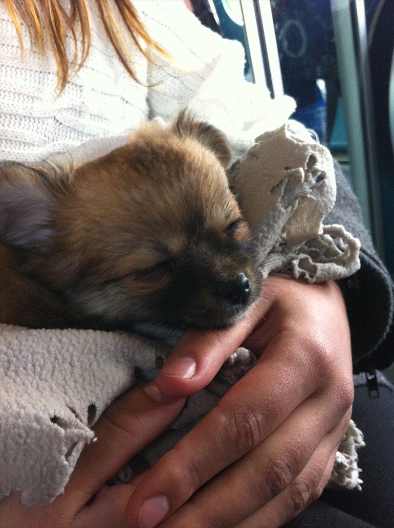 Blanding af racer Coco - På vej til Bornholm :) billede 3