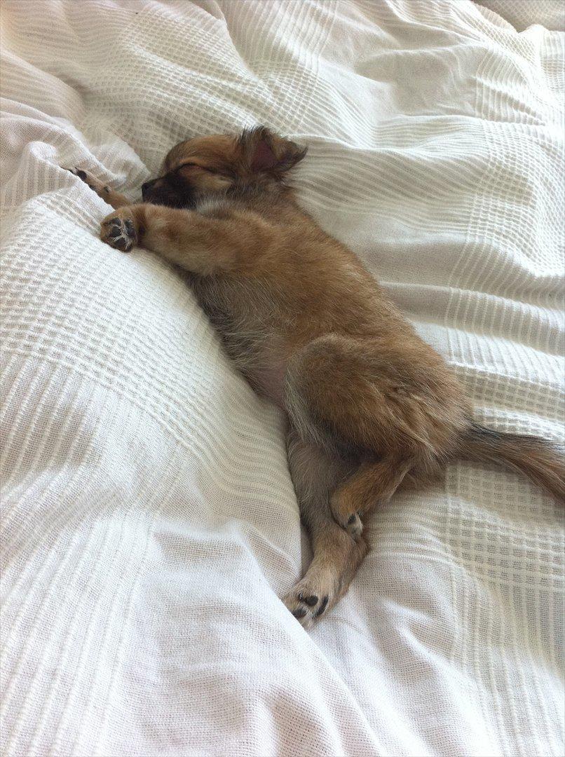 Blanding af racer Coco - Så fik hun lige kastet sig i sengen :) billede 4