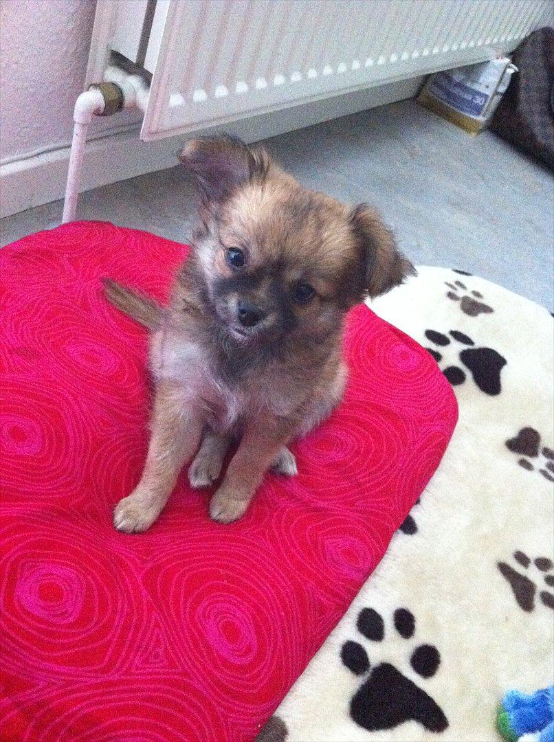 Blanding af racer Coco - "Vååågn op mor!" billede 5