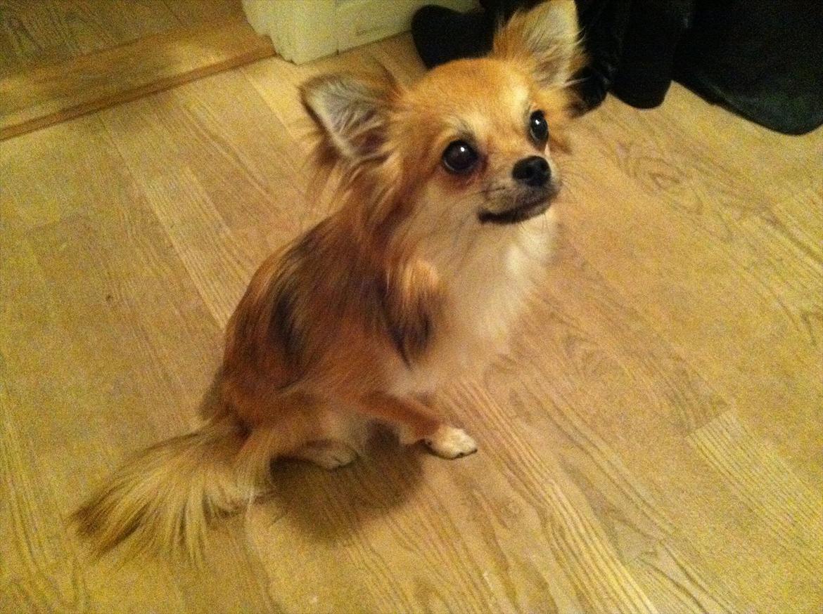 Blanding af racer Coco - Min smukke hund! billede 6