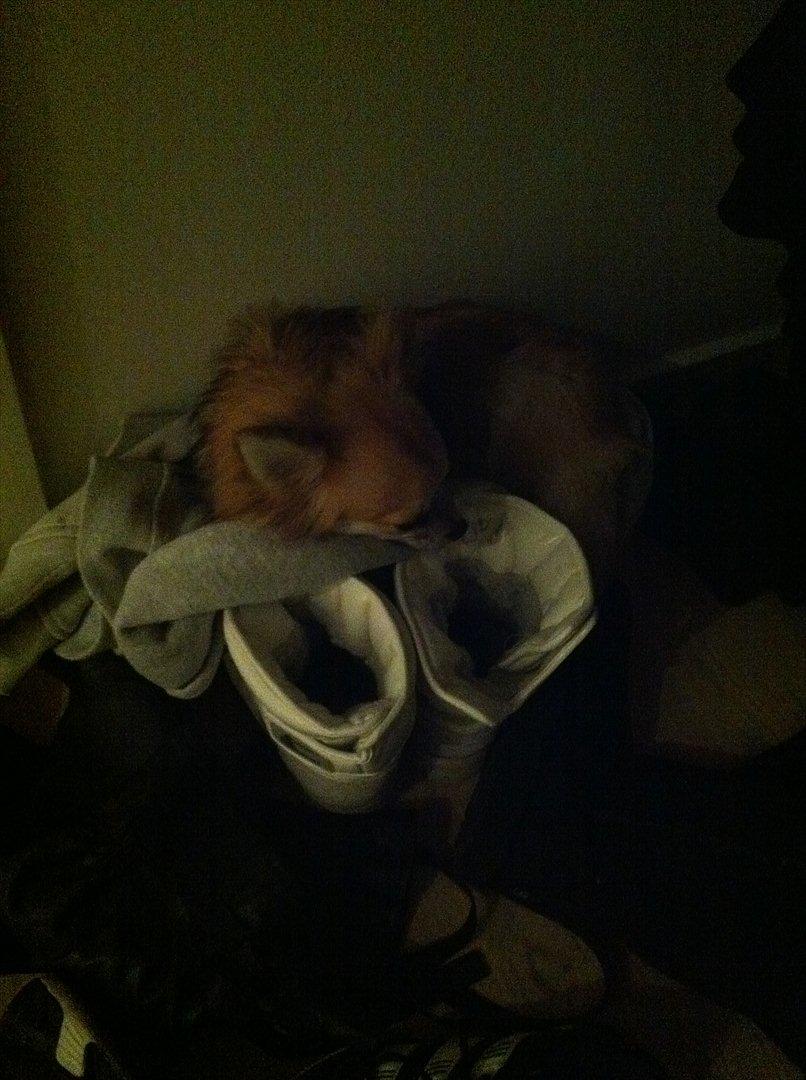 Blanding af racer Coco - Det så hyggeligt at ligge på mors jakker og støvler :) billede 7