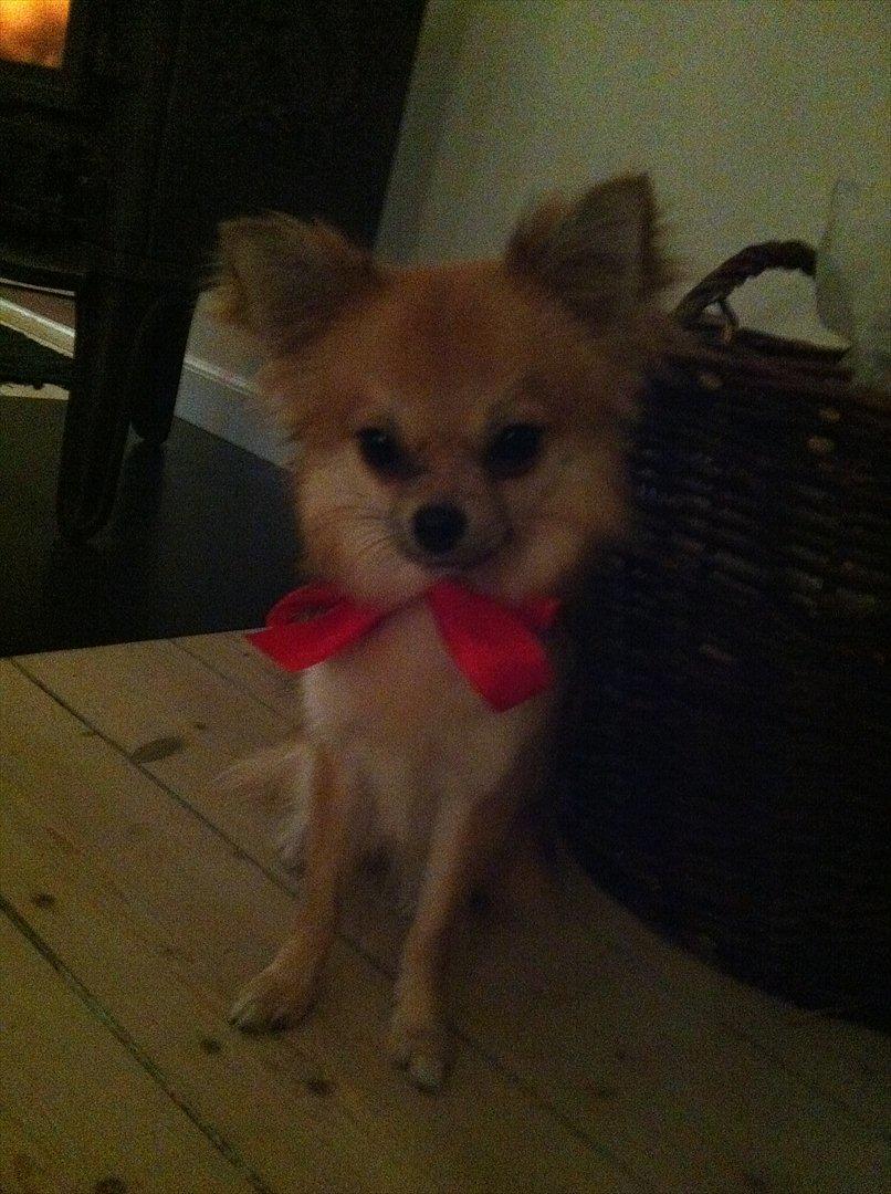 Blanding af racer Coco - Klar til juleaften :) billede 9