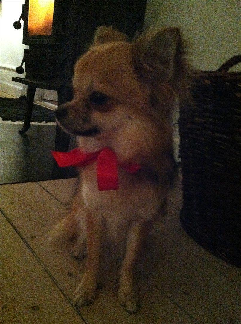 Blanding af racer Coco - Klar til juleaften :) billede 10