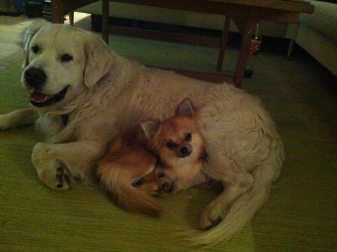 Blanding af racer Coco - Coco og baloo hygger :)  billede 11