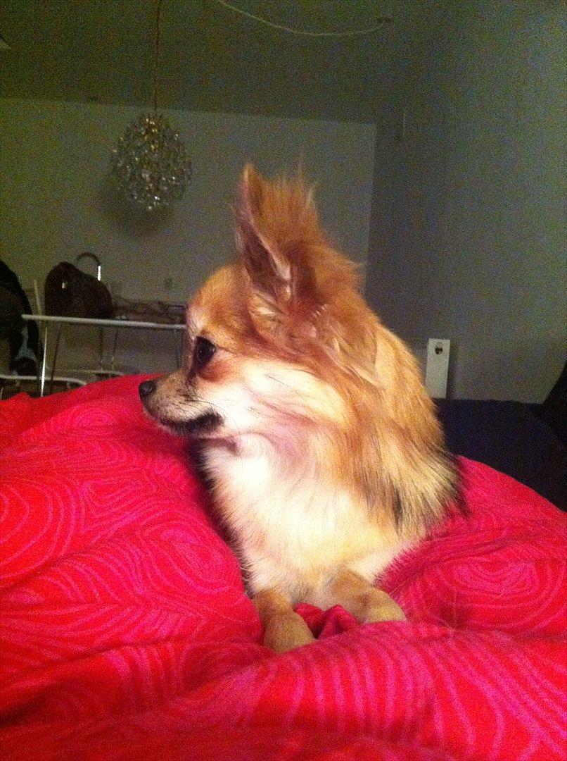 Blanding af racer Coco billede 12