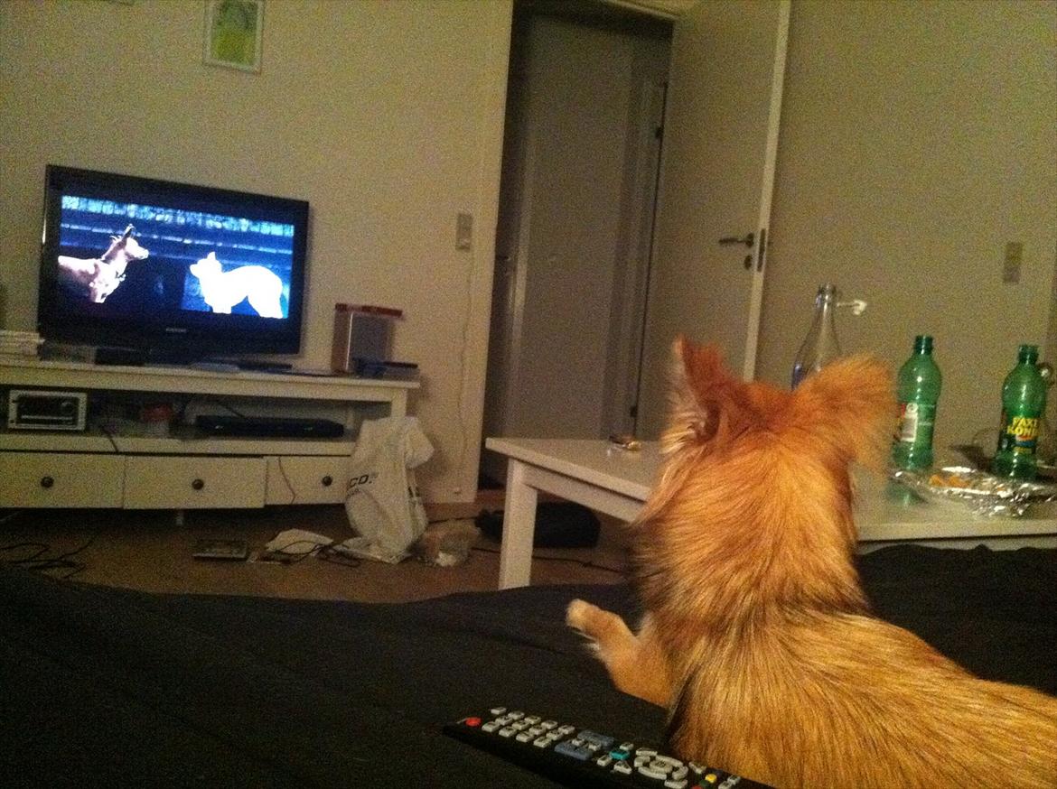 Blanding af racer Coco - Ingen jordforbindelse når vi ser Beverly Hills Chihuahua! hihi :)  billede 13