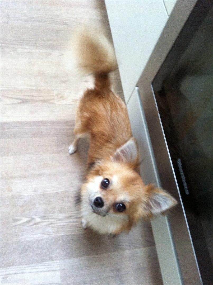 Blanding af racer Coco billede 14