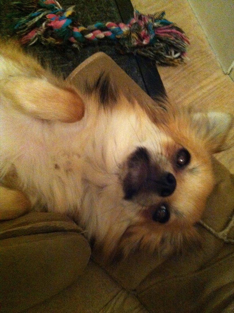 Blanding af racer Coco billede 15