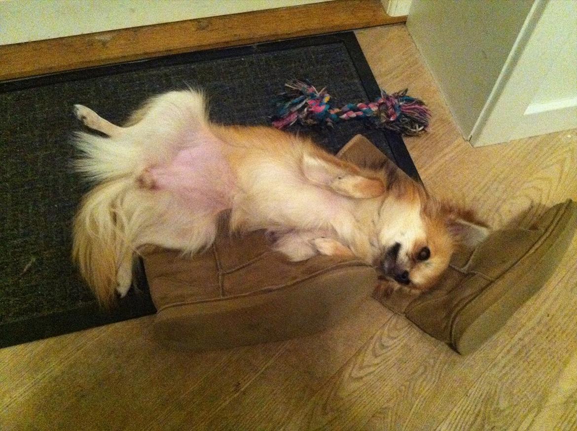 Blanding af racer Coco - Årh mor, kom nu og klap mig :) billede 16