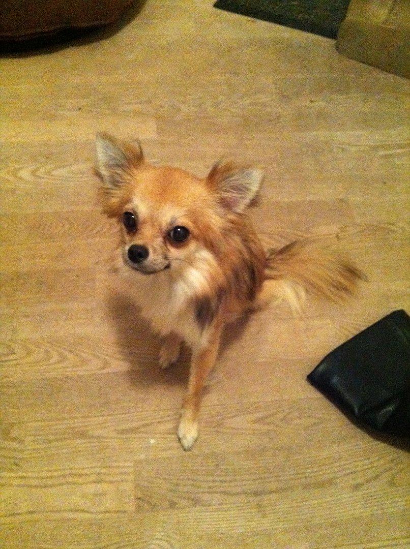 Blanding af racer Coco billede 17