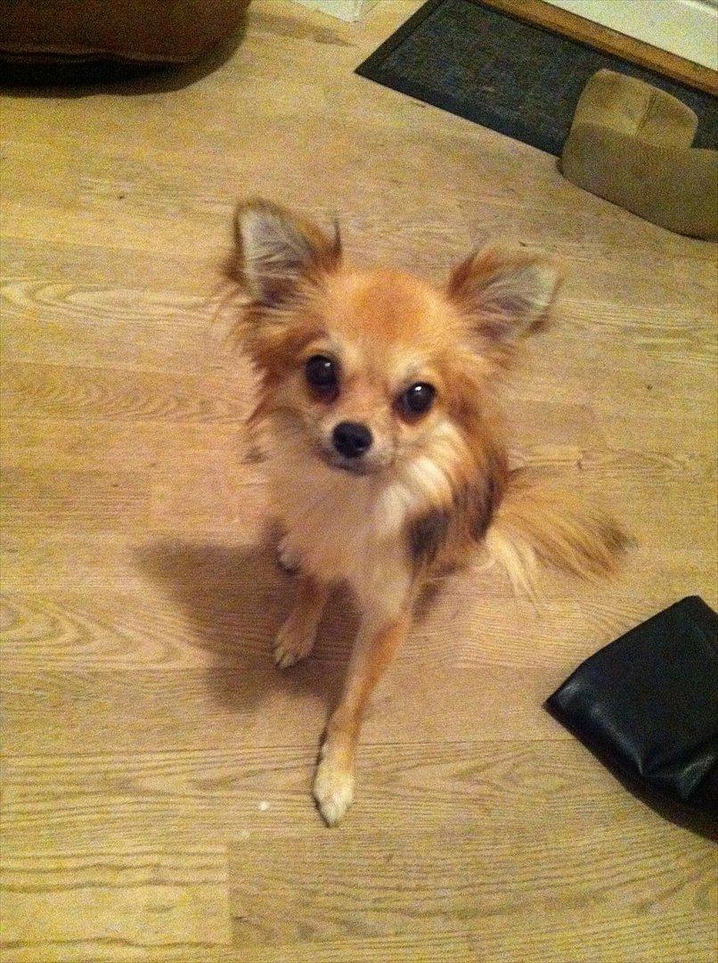 Blanding af racer Coco - Smukke Coco :) billede 18