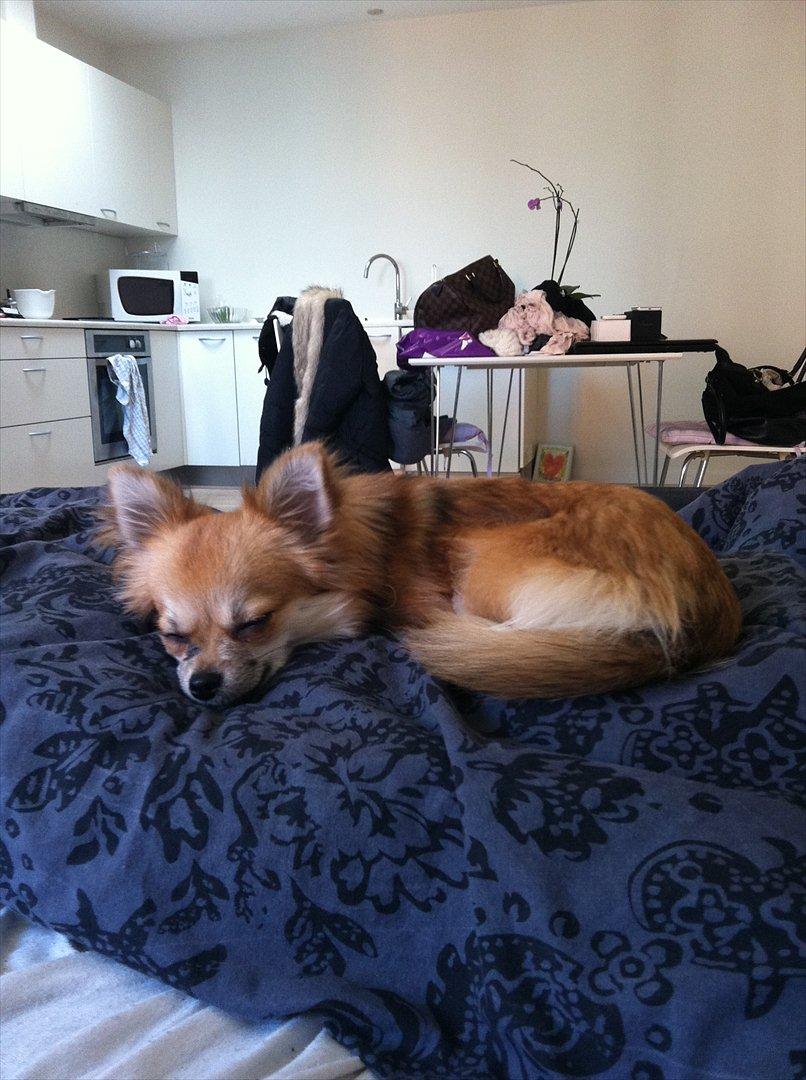 Blanding af racer Coco billede 19