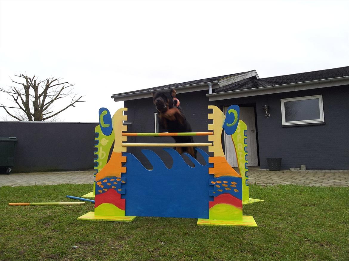 Rottweiler Zonar - Velkommen til Zonar's profil:-) smid gerne en bedømmelse og kommentarer..!:-D billede 1