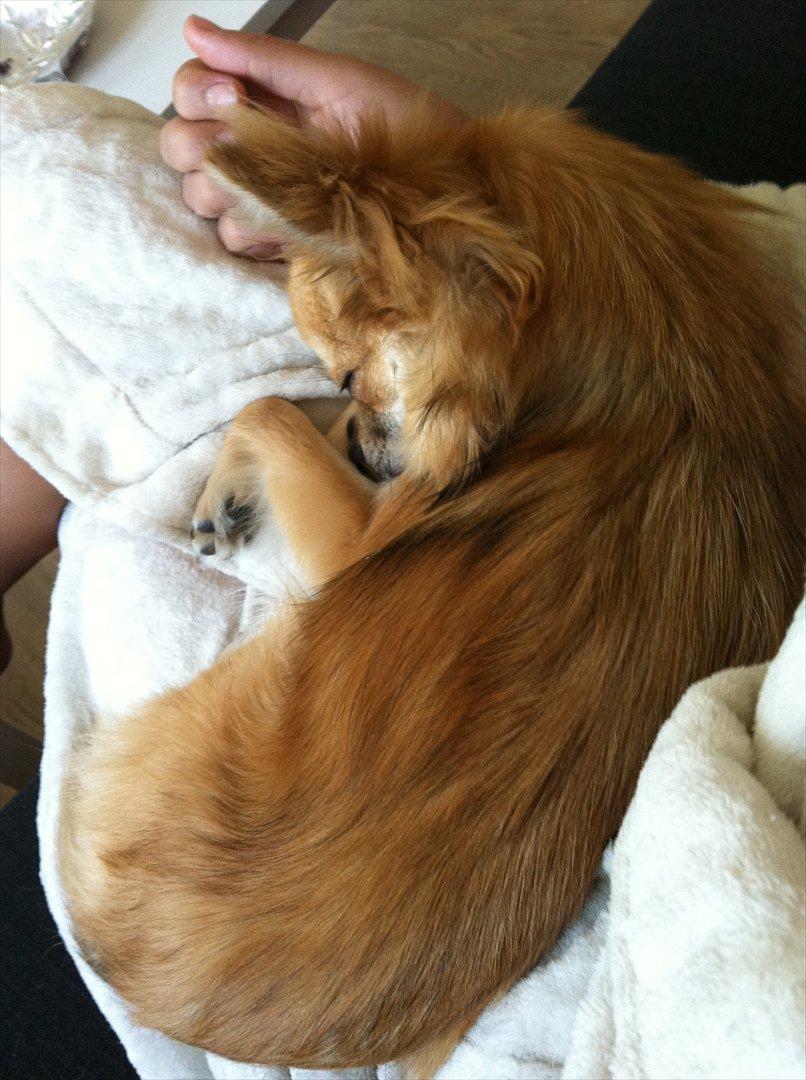 Blanding af racer Coco billede 20