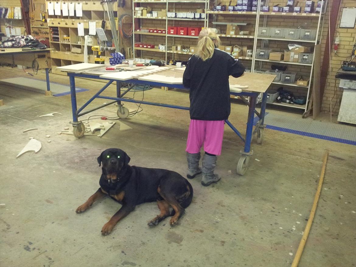 Rottweiler Zonar - Dejlige hund!!:* billede 2