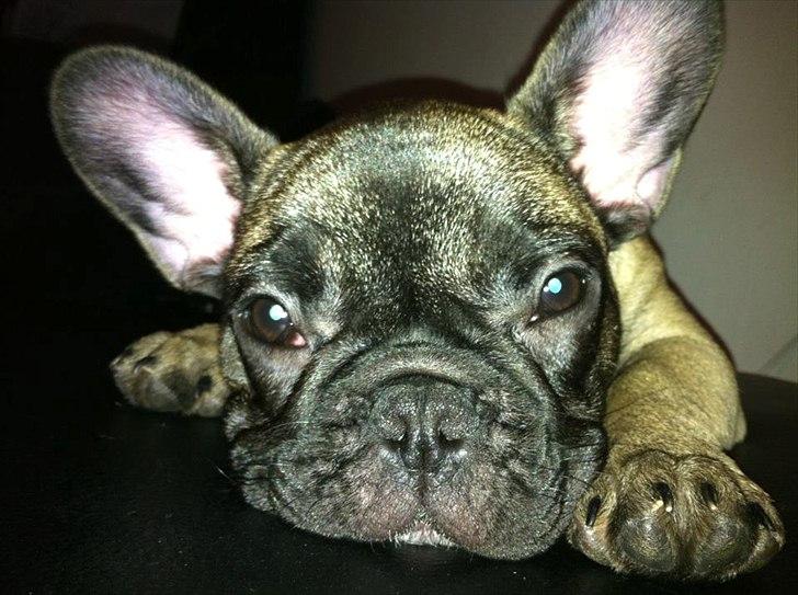 Fransk bulldog Huggsy billede 19