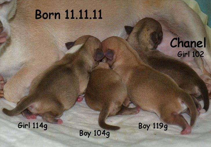 Chihuahua Fluffy The Diiva billede 9