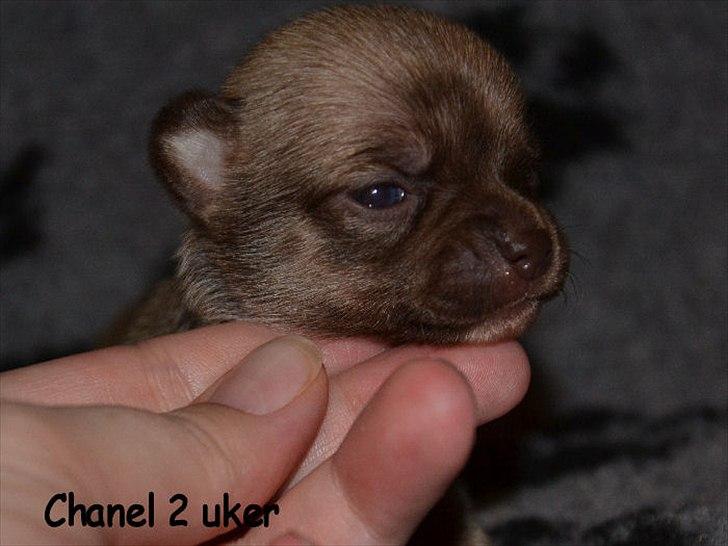 Chihuahua Fluffy The Diiva billede 10