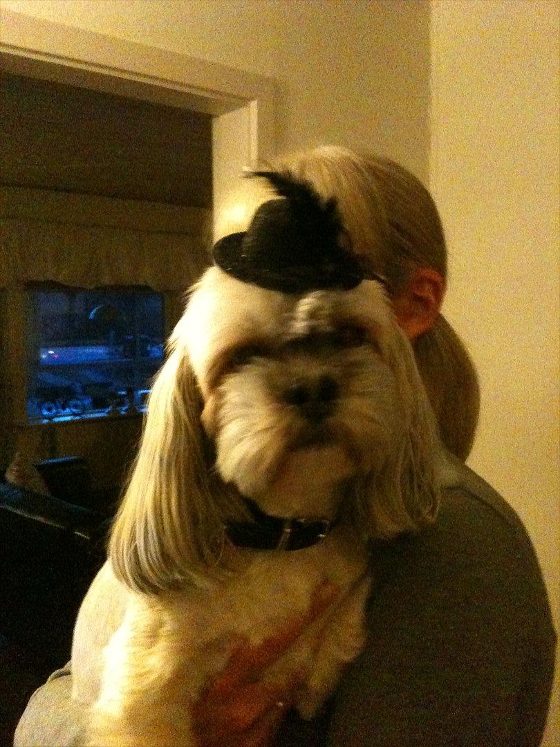 Lhasa apso '~'Emmi'~' 4 år - Så er Emmie klar til Nytårsaften:O) billede 18