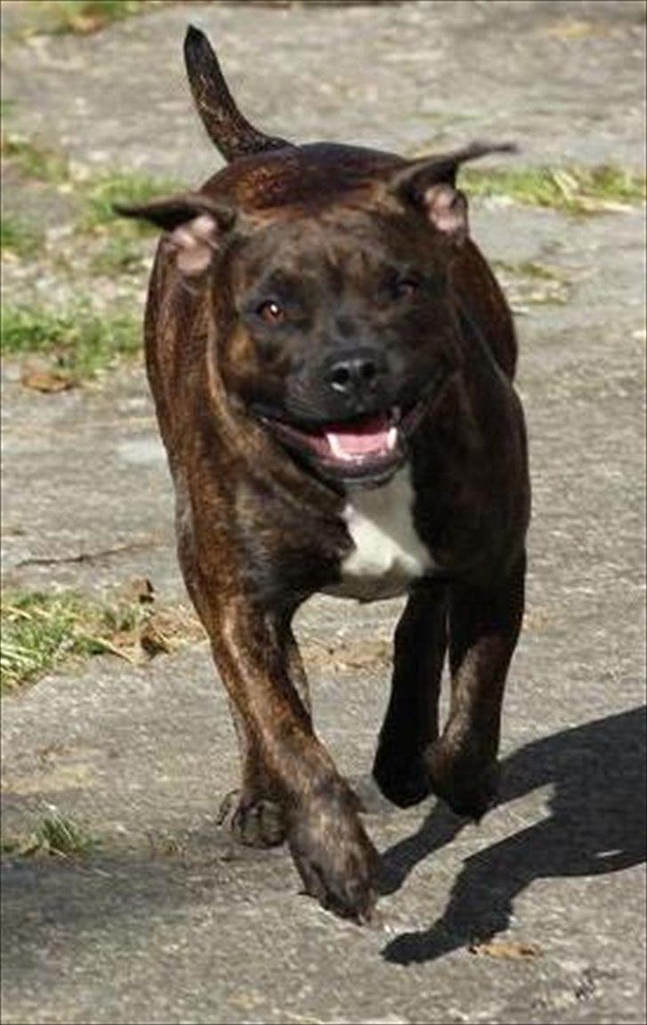 Staffordshire bull terrier Indra - Sikke et smil :-) billede 16