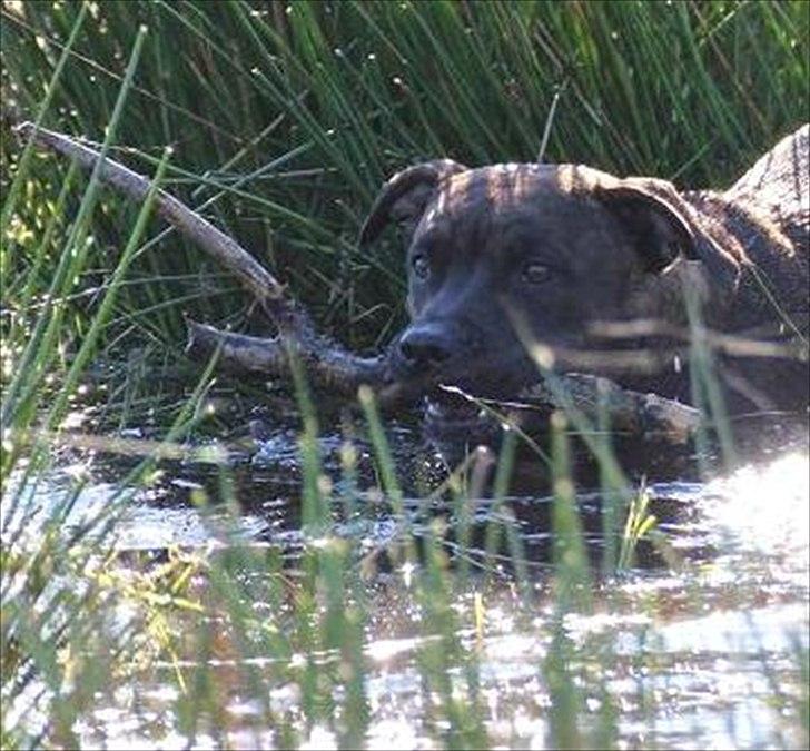 Staffordshire bull terrier Indra - Fuld fokus med pind i munden :-) billede 17