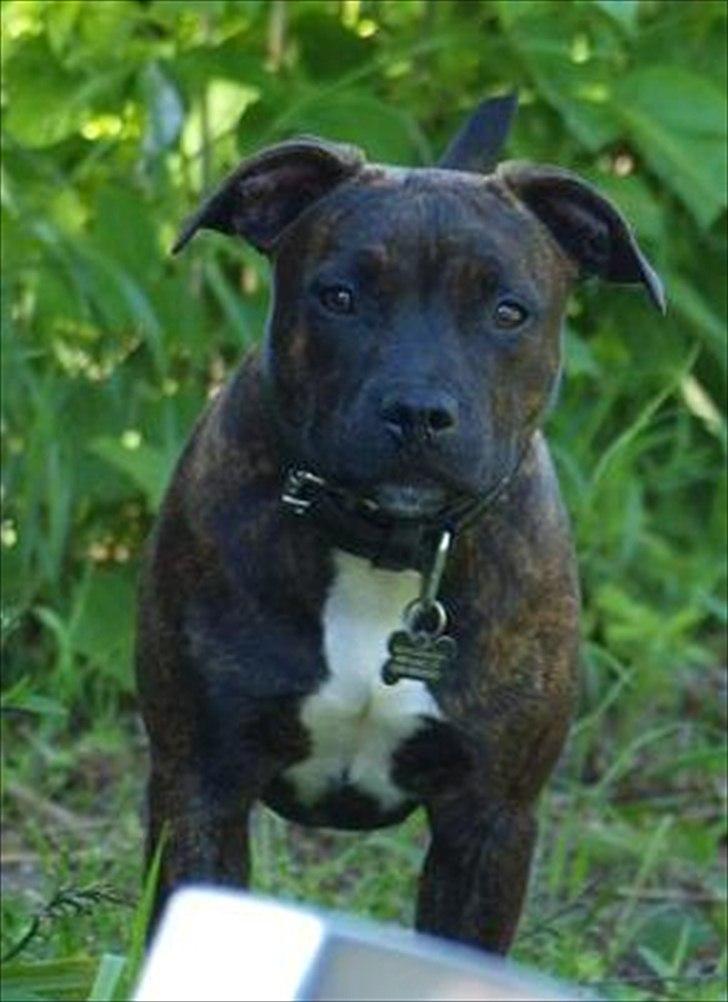 Staffordshire bull terrier Indra - Skal lige se hvad der sker!
Skal vi videre ? :D billede 18