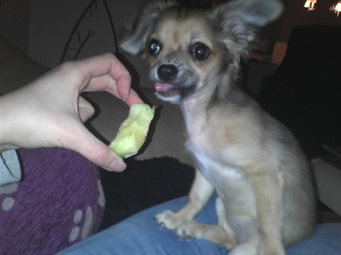 Chihuahua Søde Fie - li midt i æblet hehe billede 14