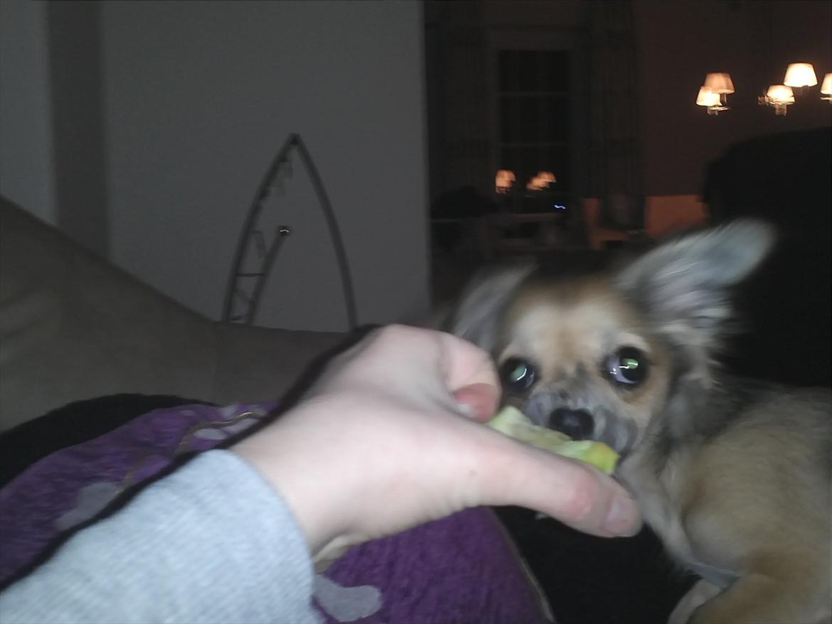 Chihuahua Søde Fie - mmh det æble smager godt :D billede 15