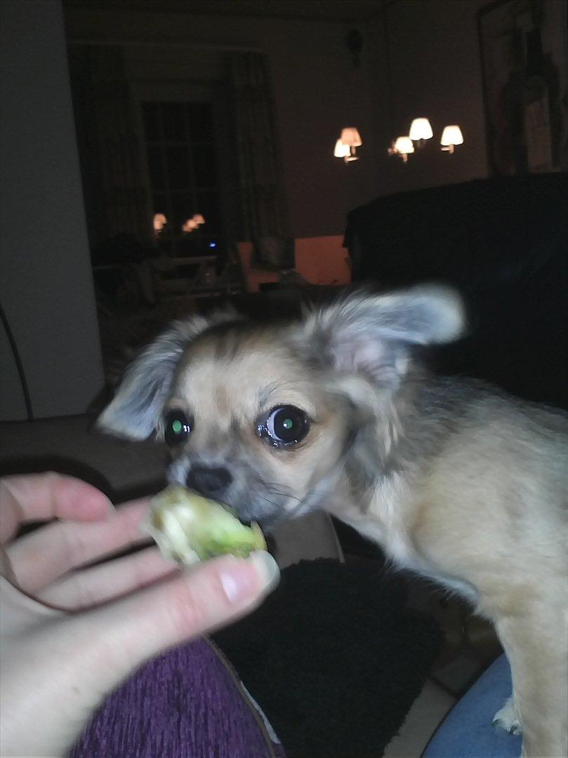 Chihuahua Søde Fie - nam nam :D billede 16