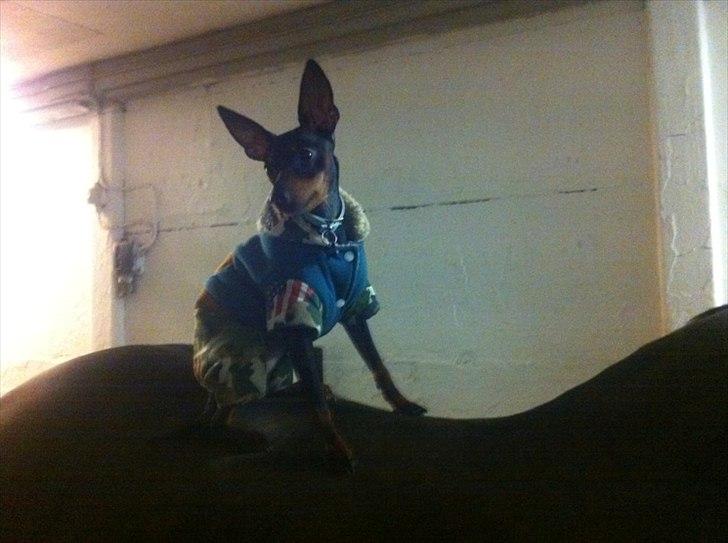 Dvaergpinscher Rødkildes Lucka - Lucka sidder på en hest ;) 10 mdr billede 17