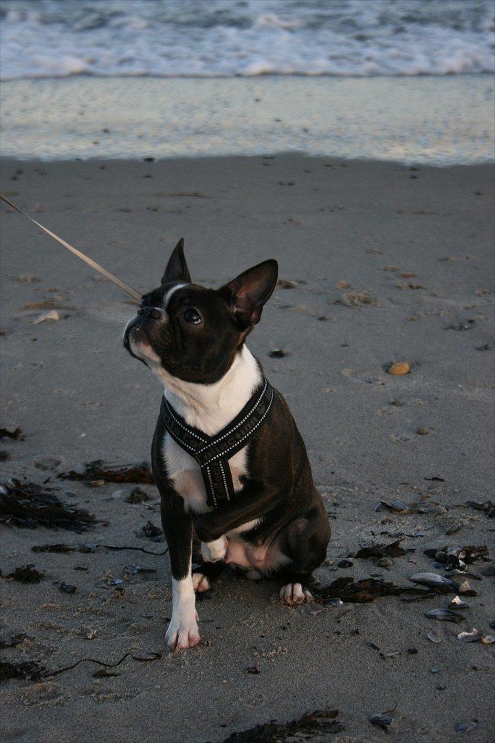 Boston terrier Mille - Mille 7 måneder :-)  billede 1
