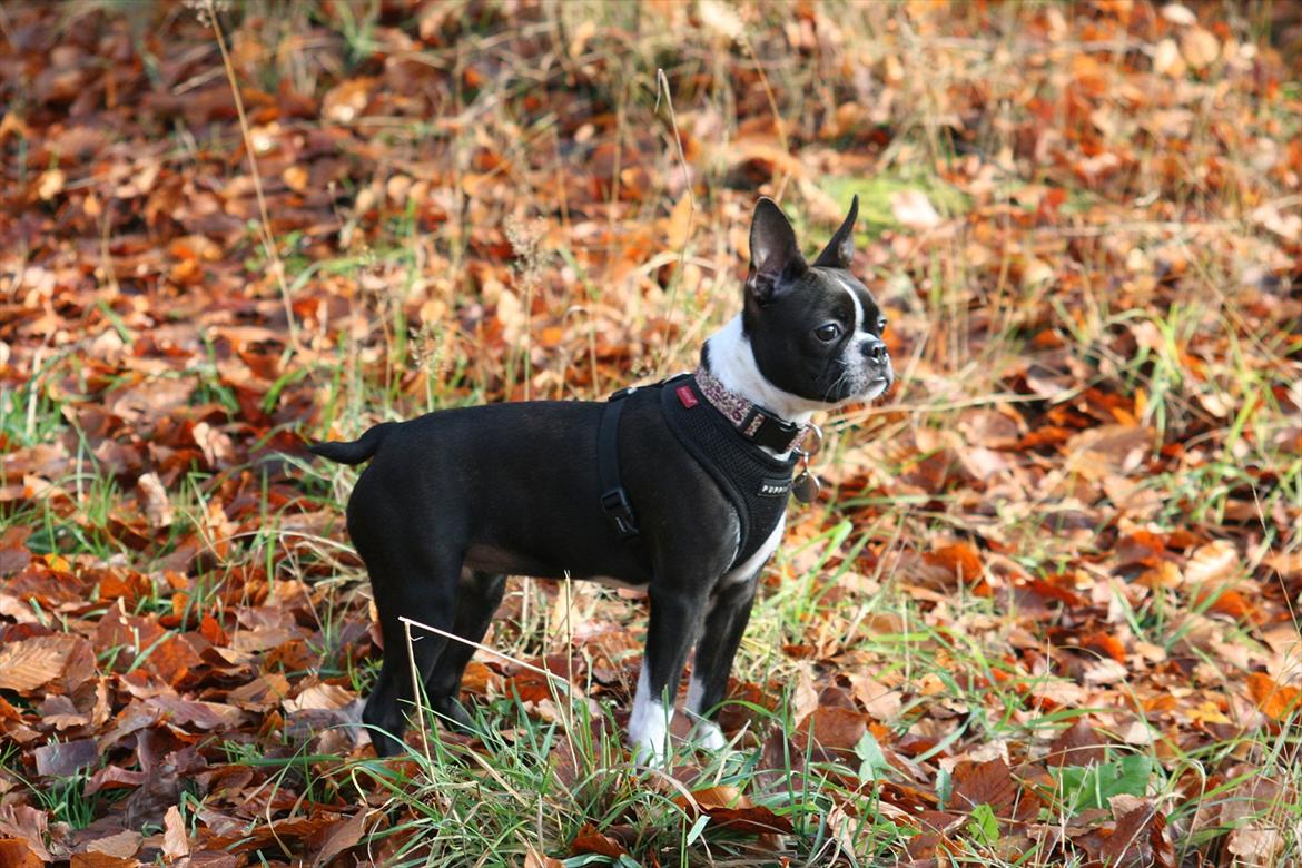 Boston terrier Mille - Mille 6 måneder, står lige og tjekker tingene ud i Kirke skoven :-)  billede 4