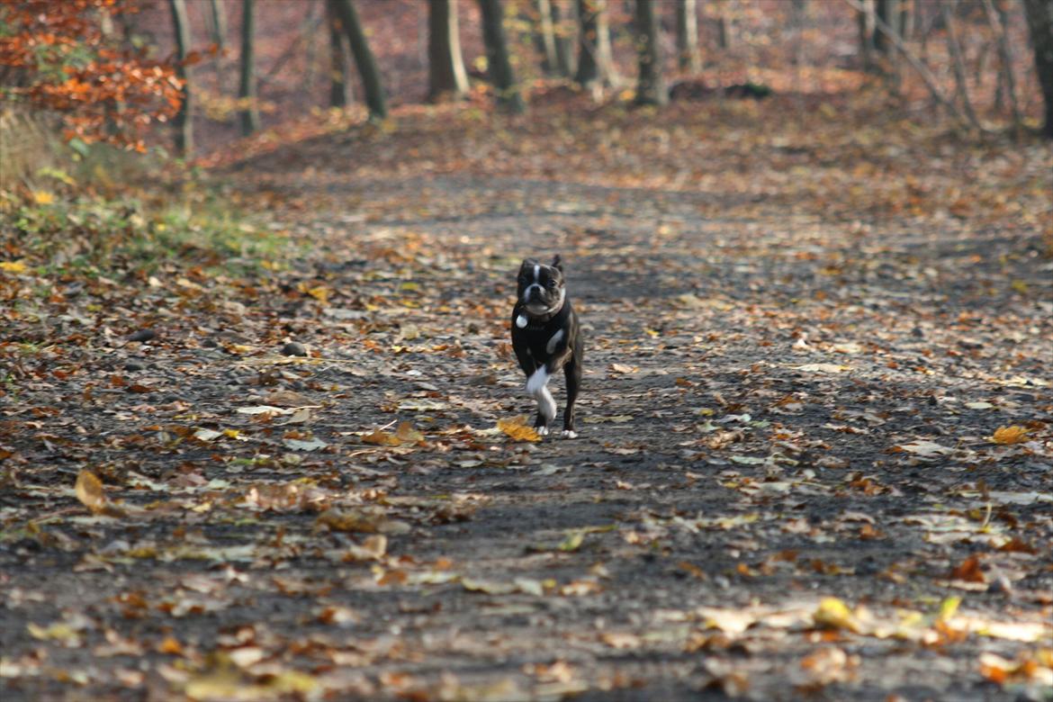 Boston terrier Mille - HEY VEENT! du går vel ikke ud af min profil?? jamen det var så hyyggæææliiijt... jeg kommer med dig! billede 20