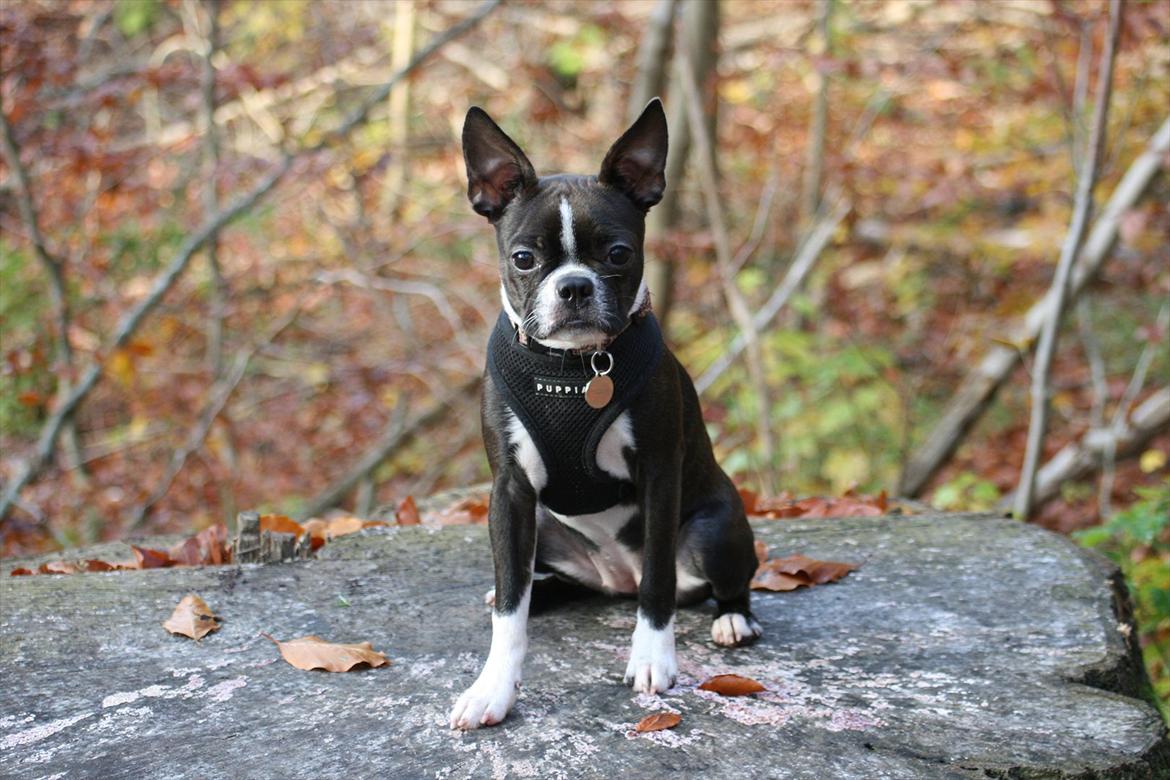 Boston terrier Mille - heyoooo! billede 14