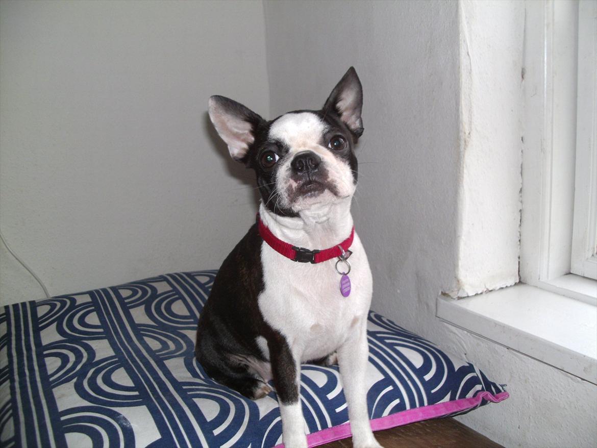 Boston terrier Mynthe billede 2