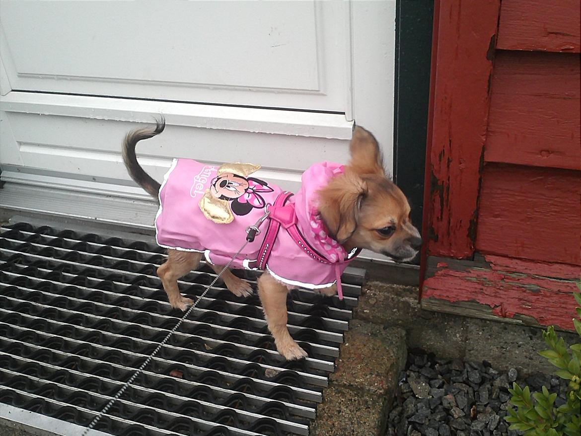 Chihuahua Søde Fie - nåe det var alligevel dejligt at komme ud at gå, med min nye regnfrakke :D<3 billede 18