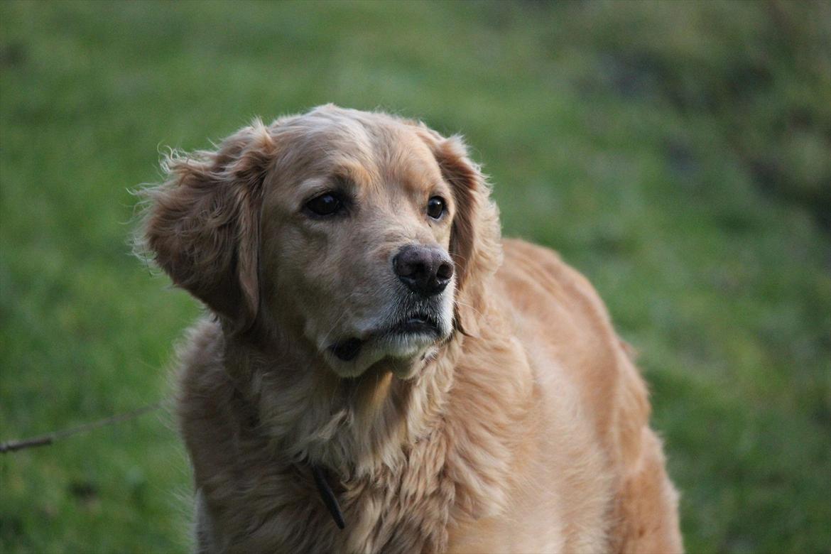 Golden retriever Luffe - Dejlige vovse:-) billede 16