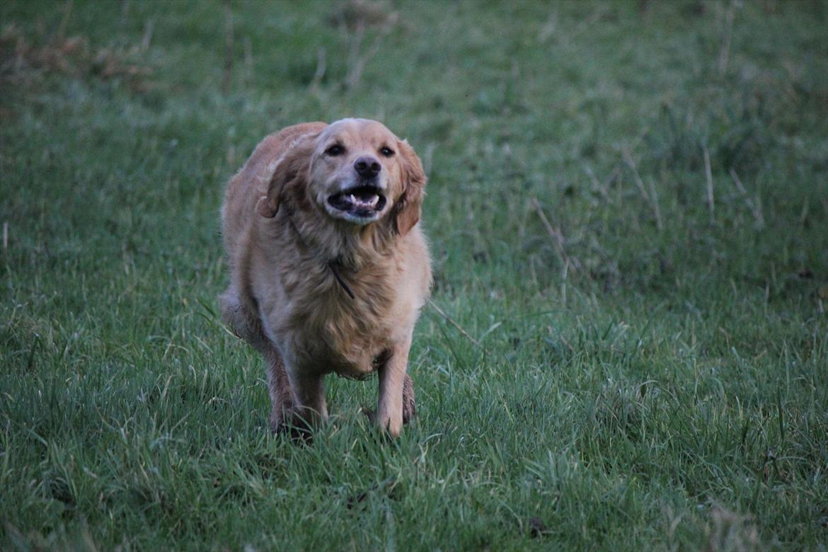 Golden retriever Luffe - Hmm.. Hvad skal jeg sige?.. :-) billede 17