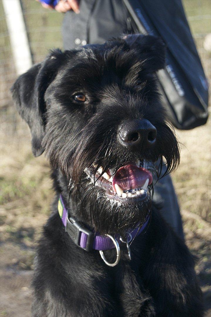 Riesenschnauzer  Doolittle's Odin - Fotografen: Ida Jensen billede 19